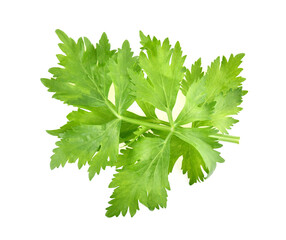 clipping path celery isolated on white background