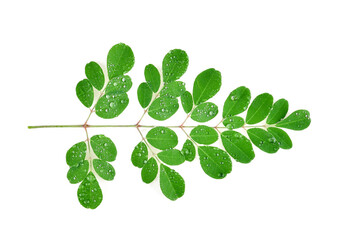 branch of green moringa leaves,tropical herbs with drops of water isolated on white background