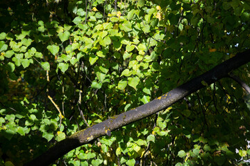 Fototapeta premium trees have autumn leaves. Beautiful colors and a blurry bokeh background.