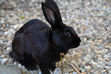 Beautiful rabbit - mini lop is sitting outside in the aviary