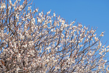 太宰府天満宮に咲く白梅