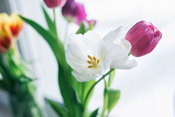 Pink and white tulips in a vase by the window