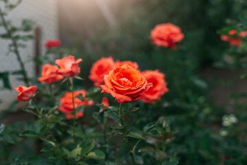 One orange roses in the garden.