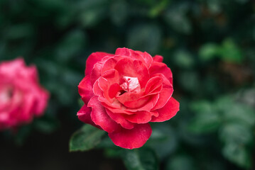 One pink roses in the garden.