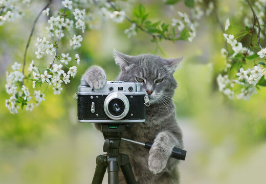 cute striped cat stands at a retro camera in a spring blooming garden