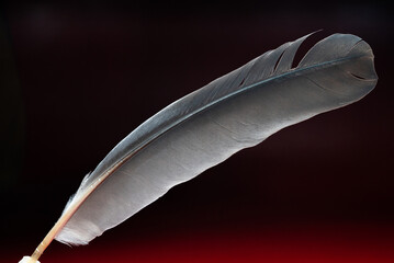 big grey and white feather