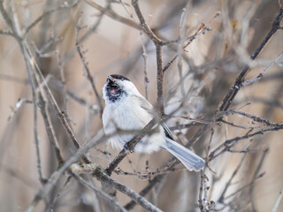 Cute bird the willow tit, song bird sitting on a branch without leaves in the winter.