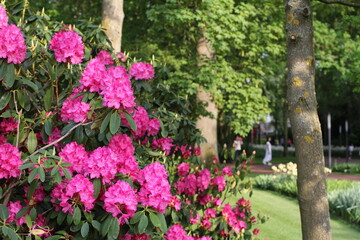 Fototapeta na wymiar a beautiful pink rhododendron azalea with a green flower garden in the background in springtime