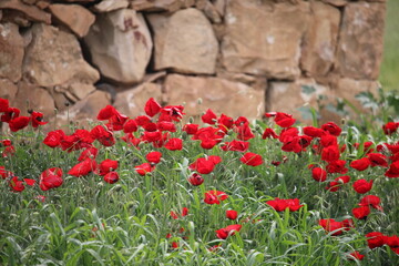 Picture of a group of red flowers