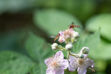 Schwebfliege