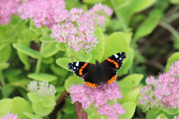 a red admiral butterfly sits at a pink sedum flower in the garden closeup in summer