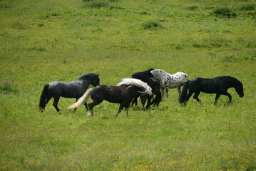 Noriker Hengste auf der Almweide