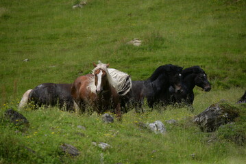 Noriker Hengste auf der Almweide
