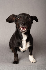 Vertical closeup shot of a cheerful black and white puppy on the grey couch