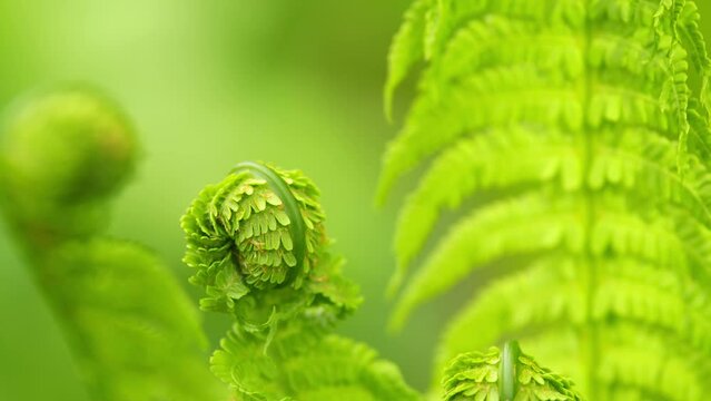 Natural floral fern background. Beautiful background made with young green fern leaves. Close up.
