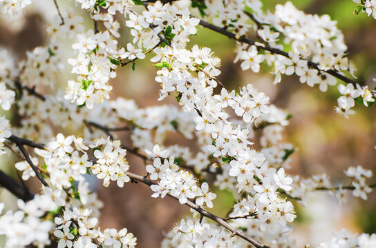 Plum spring flowers