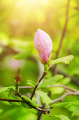 Fototapeta na wymiar Magnolia flower bud