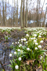 early spring forest with spring snowflake, Vysocina, Czech Repubic