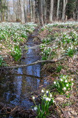 early spring forest with spring snowflake, Vysocina, Czech Repubic