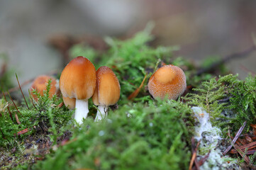 Cortinariaceae Fungi growing on the Forest Floor in Autumn. Hamsterly Forest, County  Durham, England, UK.