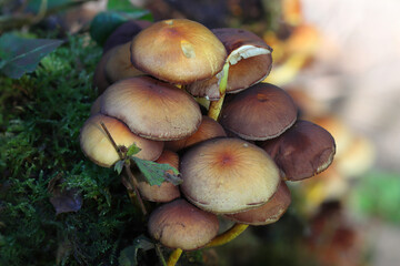 Hymanogastraceae Fungi growing out of a Tree, County Durham, UK.