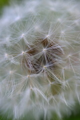 Close up image of a Dandelion seed head showing individual seeds.