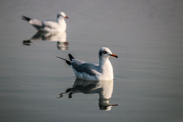 Brown-Headed Gulls on the Water. SeaBirds seagull on the water. Wild Water Birds Close Up. Lake Reflection. Clean Lake. Wildlife Photography 