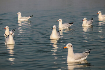 Fototapeta premium Seagulls Swims On The Water. Group of Seagulls. Water Wild Birds. Waves and Lake. Wildlife Photography 