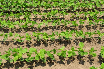 初夏の畑の枝豆