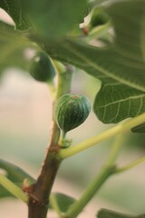 figs on a tree