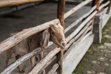Etawa goats in a cage made of wood