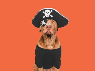 Fototapeta premium Charming, lovable brown dog and pirate costume. Bright background. Close-up, indoors. Studio shot. Congratulations for family, relatives, loved ones, friends and colleagues. Pet care concept