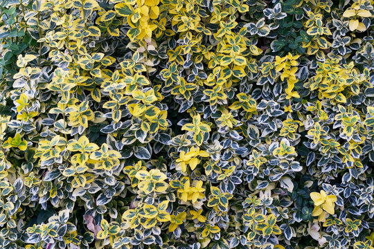 Euonymus fortunei emerald n gold, the Fortune spindle, winter creeper or wintercreeper, is a species of flowering plants in the Celastriaceae family