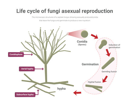 Asexual reproduction in Penicillium, Life cycle of fungi ,  isolated on white background.