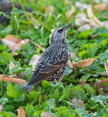 one starling in a grass field close 