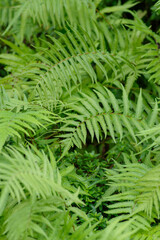 鮮やかなシダ植物