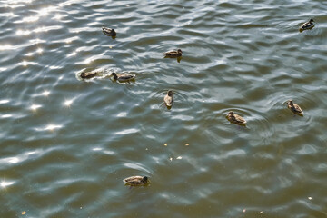 A flock of wild ducks on the lake. Many wild ducks swim in the lake. A flock of ducks in the water.
