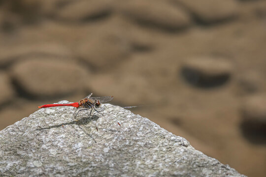 赤とんぼ の画像 9 185 件の Stock 写真 ベクターおよびビデオ Adobe Stock