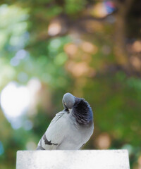公園で休憩する鳩