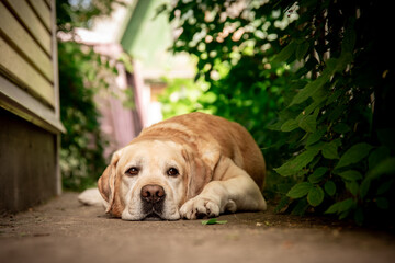 cute fawn Labrador lies on a path in the garden