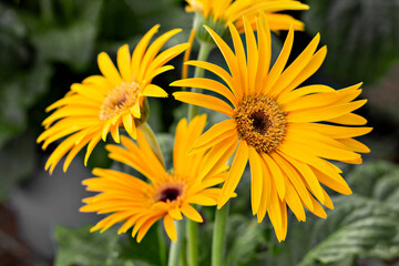 Un ramo de gerberas amarillas