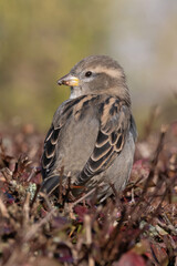 Sparrow on a branch in the sun