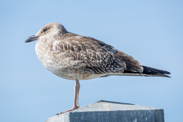 Seagull sitting on a pole in the sun