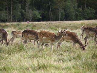 Rehe auf freier Wildbahn