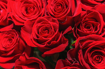 Bright bouquet of beautiful red roses as a gift close-up