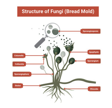 Structure of Rhizopus mold,  bread mold, black fungus, illustration. Opportunistic fungi that cause mucormycosis involving skin, nasal sinuses, brain and lungs. 