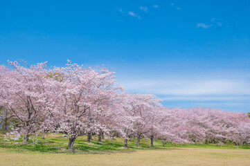 満開のソメイヨシノ