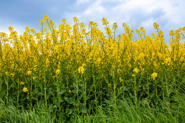 Rapeseed field