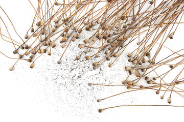 Dried poppy seeds pods isolated on white background. Poppy flower heads boxes and stems.