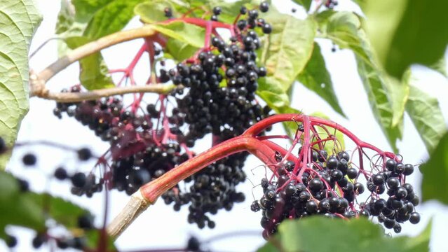 Ripe bunches of elderberries on branches of tree close-up. Focus changes. Harvest time